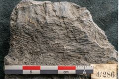 Foto (Detailansicht) von Lepidostrobus variabilis Lindley et Hutton (NHMW-GEO-2024-0188-11286)
